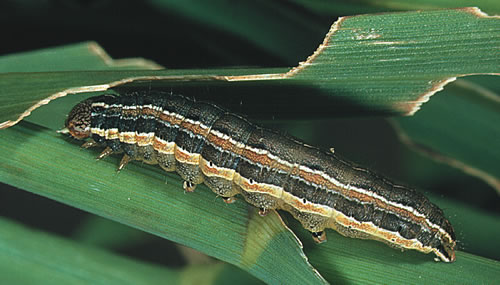 download homemade army worm spray