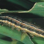 army worm photo