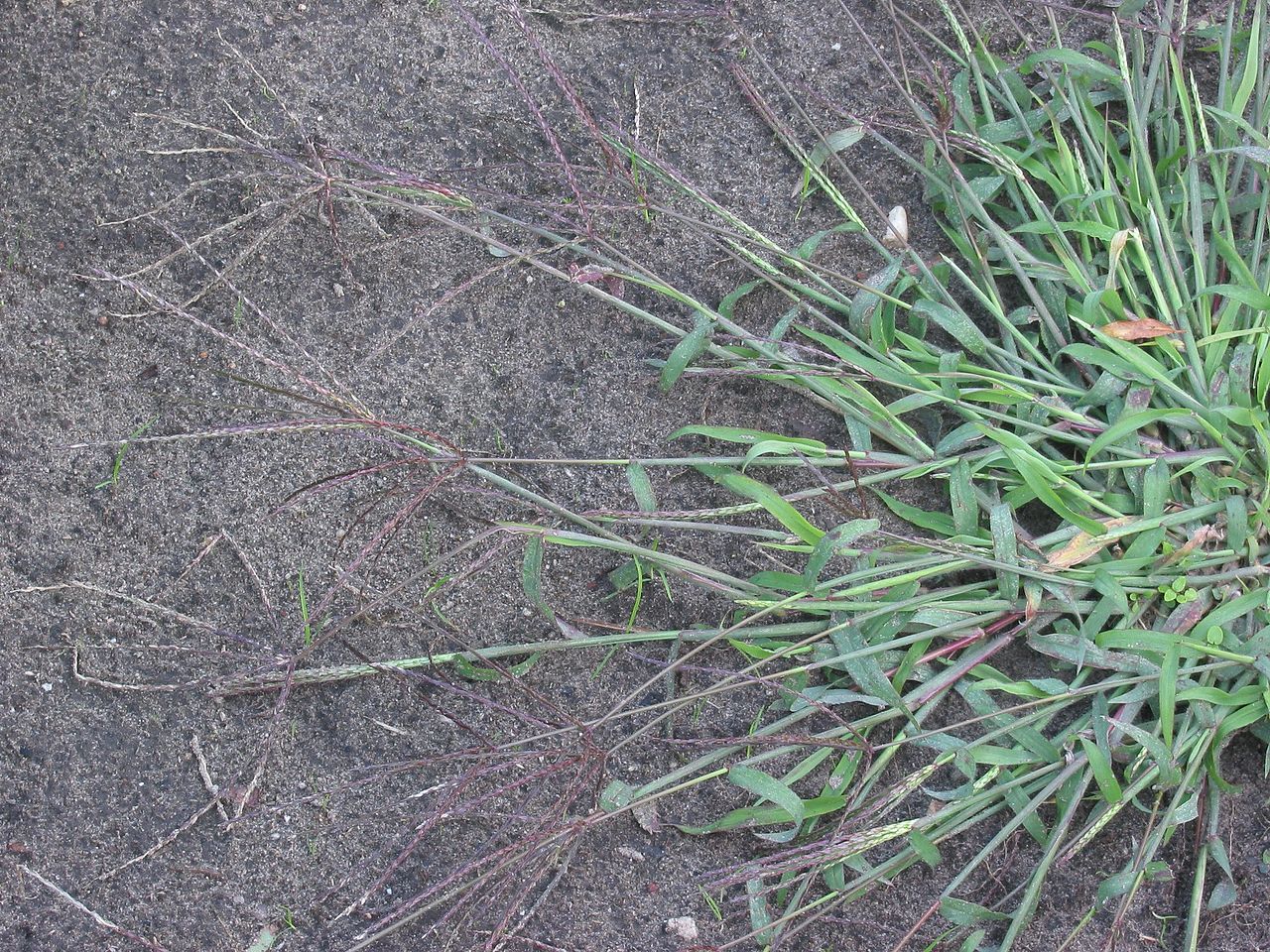 Crabgrass - it needs some crabgrass preventer